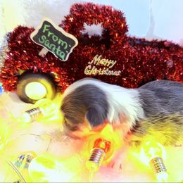 Jaxon - Blue and white male Chihuahua puppy in Drumright, Oklahoma from Fancy Pants Chihuahua’s