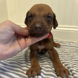 Ginger - Rd whtn brn nose female Rhodesian Ridgeback puppy in Montgomery, Texas from Timber Ridge Kennels