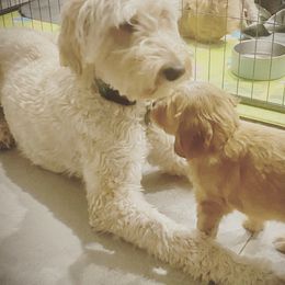 Snacks - Goldendoodle