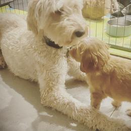 Snacks - Goldendoodle