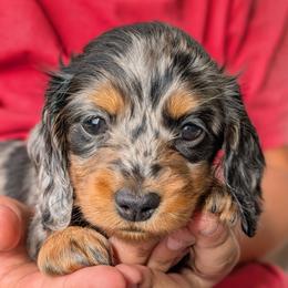 Mika - Dapple female Dachshund puppy in Danbury, New Hampshire from Maplewood Mountain Farm
