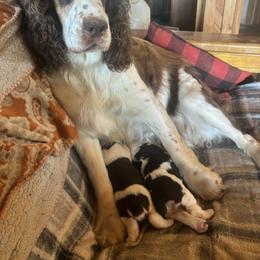English Springer Spaniel All Grown Up from Gunner Spaniel