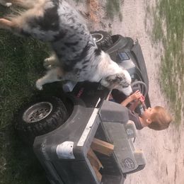 Australian Shepherd Puppies from Soggy Bottom Farms