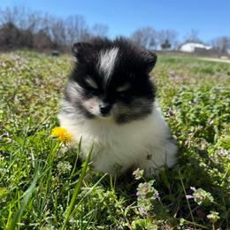 Willow - Black and tan parti female Pomeranian puppy in Success, Missouri from Sweet Success