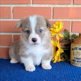 Bobby Jo - Brindle merle and white female American Corgi puppy in Shawnee, Oklahoma from Sunray Ranch