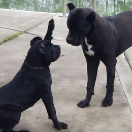 Cane Corso Puppies from Motorhead Cane Corso