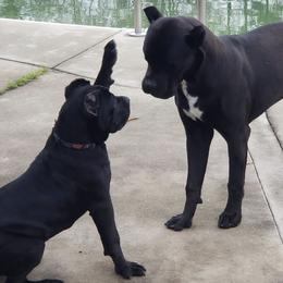 Cane Corso Puppies from Motorhead Cane Corso