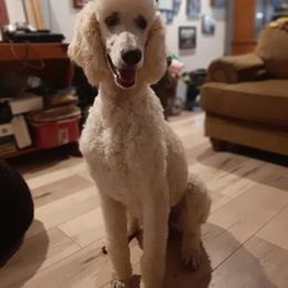 Poodle All Grown Up from Clicks Standards