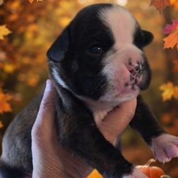 Carry (girl) - Brindle female Boxer puppy in Red Boiling Springs, Tennessee from Silver Rain