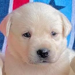 Girl 6 - Yellow female Labrador Retriever puppy in Jamestown, Ohio from Heartlands Quality Labrador Retrievers
