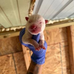 Girl 2 - White female Siberian Husky puppy in Uhland, Texas from Siberian Huskies