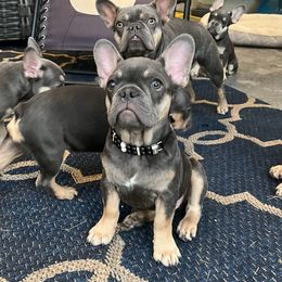 French Bulldog Puppies from Prestige French Bulldogs