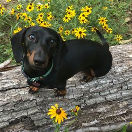 Dachshunds from ZMC Acres Doxies
