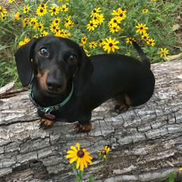 Dachshunds from ZMC Acres Doxies