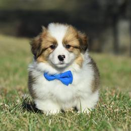 Sable Male 2-Fluffy - Sable male Pembroke Welsh Corgi puppy in Kansas City, Missouri from Willow Creek Corgis