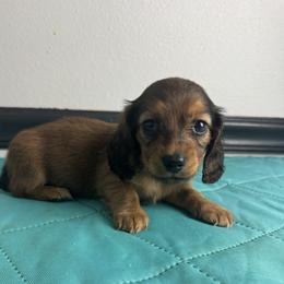 Pixie - Red female Dachshund puppy in Gilbertsville, Kentucky from DeLaunes Dachshunds