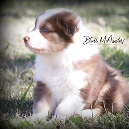 Aussiedoodle and Australian Shepherd Puppies from Double M Aussies