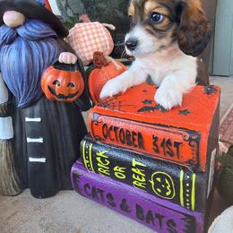 Bronco - Piebald male Dachshund puppy in Temple, Texas from Wiener Works Co.