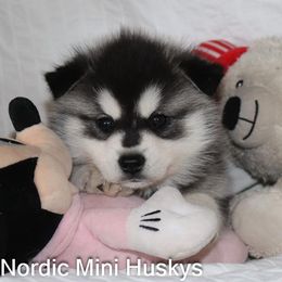 Frosts black and white boy - Black and white male Alaskan Klee Kai puppy in Klamath Falls, Oregon from Nordic Mini Huskys