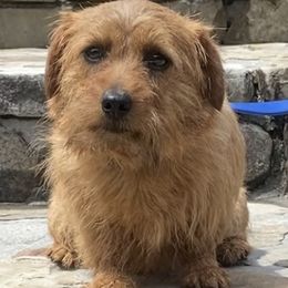 Phina - Norfolk Terrier