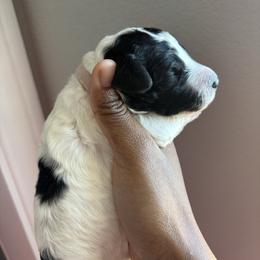 Celeste - Parti female Poodle puppy in Corona, California from Garden Of Poodles