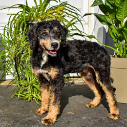Kendi - Bernedoodle