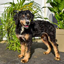 Kendi - Bernedoodle