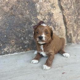 Brownie - Parti female Goldendoodle puppy in Casper, Wyoming from 307 Doodles