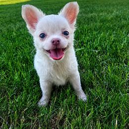 Chihuahua Puppies from Sugar Cookie Chihuahuas
