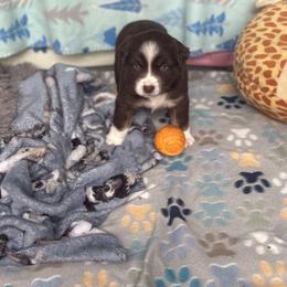 Tabasco - Red tri-color male Australian Shepherd puppy in Northfield, New Hampshire from A to Z Australian Shepherds