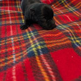 Male 2 - Black male Scottish Terrier puppy in De Lisle, Mississippi from Bellendaine Scotties