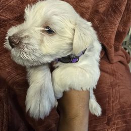 Purple - Wheaten female Miniature Schnauzer puppy in Miami, Florida from Luxe's Pups