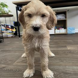 Orange - Cream male Goldendoodle puppy in Summerville, South Carolina from Lizarazo Doodles