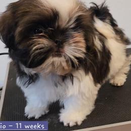 Elio - Gold and white male Shih Tzu puppy in Riverside, California from Raincross Shih Tzu