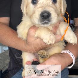 SO - a needle pulling thread (orange) - Light golden female Golden Retriever puppy in Argyle, Texas from Skarlotte Goldens, LLC