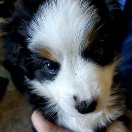 Miniature Australian Shepherd Puppies from CopperHead Aussies