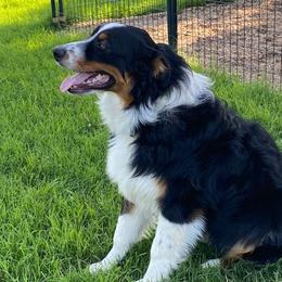 Rowdy - Australian Shepherd