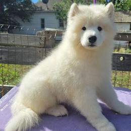 Chip - White male Samoyed puppy in Broomfield, Colorado from Klondike Snow Samoyeds