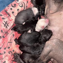 Chinese Crested puppies from Ariella Standard Poodles & Chinese Cresteds