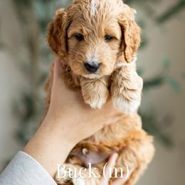 Buck - Apricot male Goldendoodle puppy in Acton, Maine from Silver Pines Pups