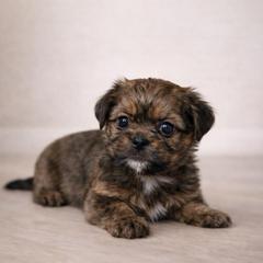 Roux - Blue and tan male Shorkie puppy in Delta, Colorado from SATA Kennels
