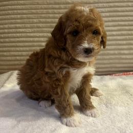 Jan - Cream female Goldendoodle puppy in Payson, Utah from Country Sky Doodles