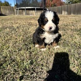 Bernese Mountain Dog Puppies from Julia Bonds