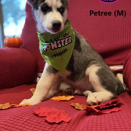Siberian Husky Puppies from Phresh Pharm Husky Ranch