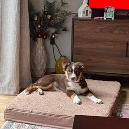 Australian Shepherd Puppies from Van Huitt Australian Shepherds