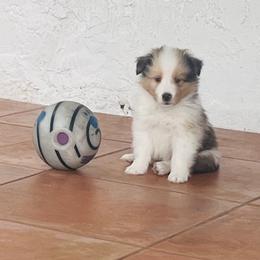Boy 1 - Sable merle and white male Shetland Sheepdog puppy in Davie, Florida from Enclave