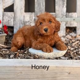 Honey - Red  female Goldendoodle puppy in Oxford, Pennsylvania from FriendlyPals