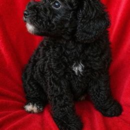 Gabby - Black female Yorkipoo puppy in North Huntington, Pennsylvania from Charz Dollz