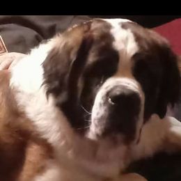 Max - Saint Bernard