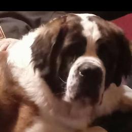 Max - Saint Bernard